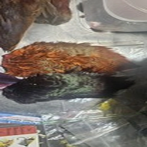 Salmon Fly Tying Materials Bundle Squirrel Tails, Buck Tail, Skins