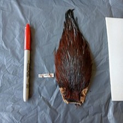 Rarest Fly Tying Item Genuine Coch Y Bondu Vintage Grade A Cape.