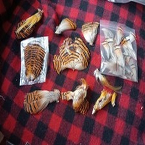 Fly Tying Golden Pheasant Toppings And Tippetts Job Lot