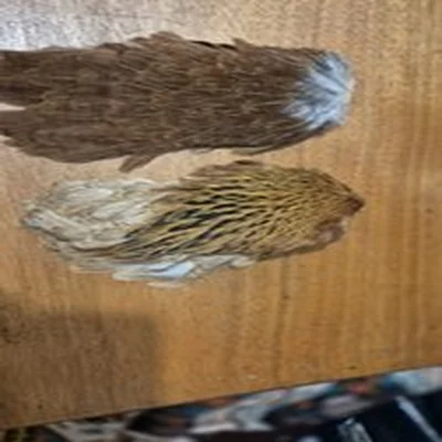 2 VINTAGE FLY TYING CAPES AS PICTURES NICE OLD CAPES 