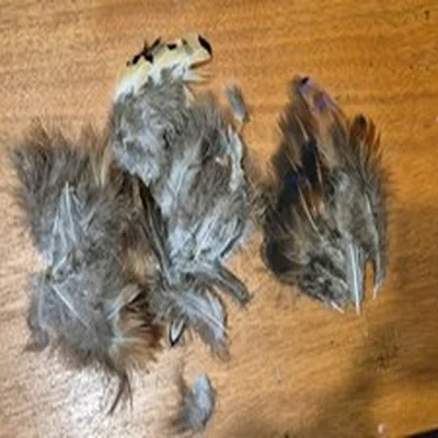 A JOB LOT OF MIXED FLY TYING FEATHERS AS PICTURED VERY SOFT
