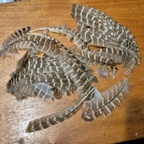 A JOB LOT OF FEATHERS AS PICTURES SHOW HEN PHEASANT WING