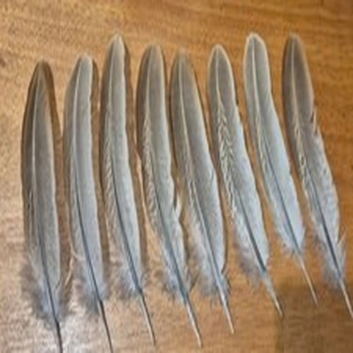 8 FLY TYING FEATHERS APROX 8 INCHES LONG GOOD UNUSED CONDITION