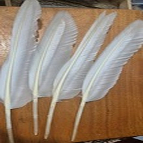 A HUGE WHITE FLY TYING FEATHERS LONGEST APROX 18 INCHES LONG
