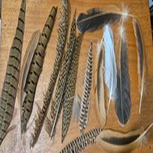 A COLLECTION OF FLY TYING FEATHERS AS PICTURED GOOD MIXED LOT