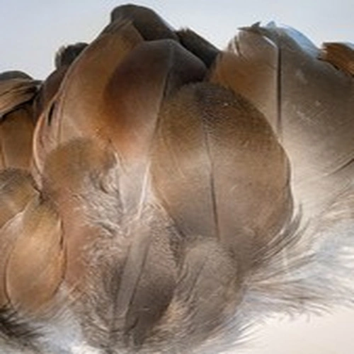 Goose Feathers Bronze Fluffy Pack of 30. Fly Tying Jewellery Hair Craft 3-5 inch
