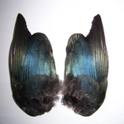 Pair of Magpie Wings. Fly Tying, Hat Making, Feathers, Crafts.