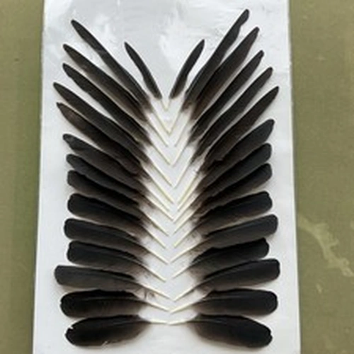 30 Crow Wing Feathers. Fly Tying, Native Head Wear, Crafts, Feathers.