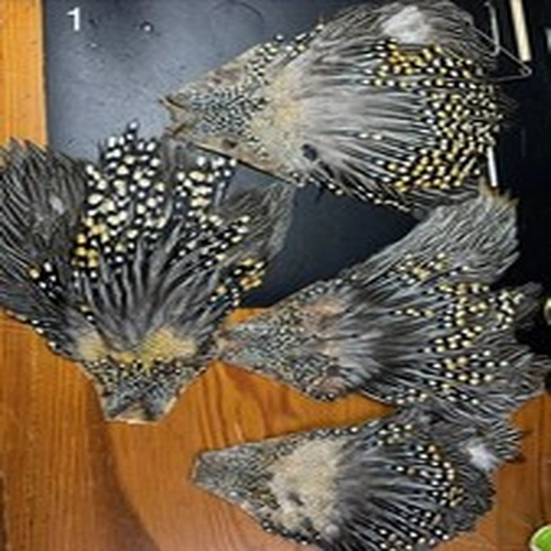 Part Used Jungle Cock Capes 