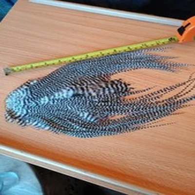 white genetic grizzle saddle cape.