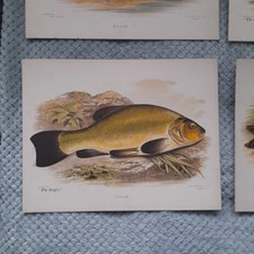 Vintage Fish Prints