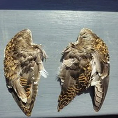 Pair of Grade B Snipe Wings for fly tying - NEW