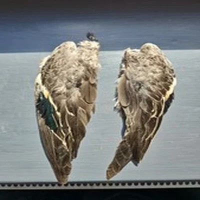 Pair Of Teal Wings