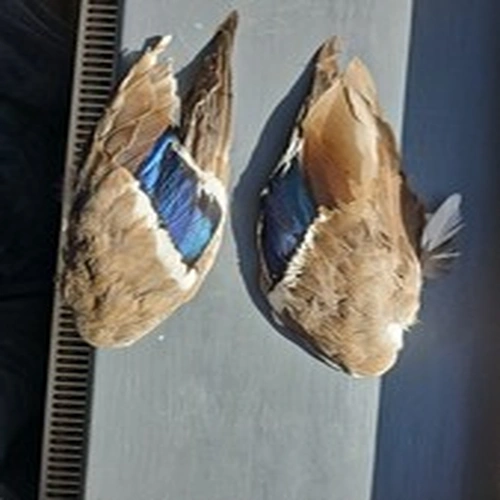 Male Mallard Duck Wings