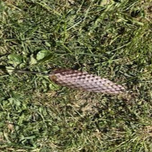 Copper Pike Lure