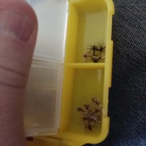 Fly Fishing Fly Collection Job Lot