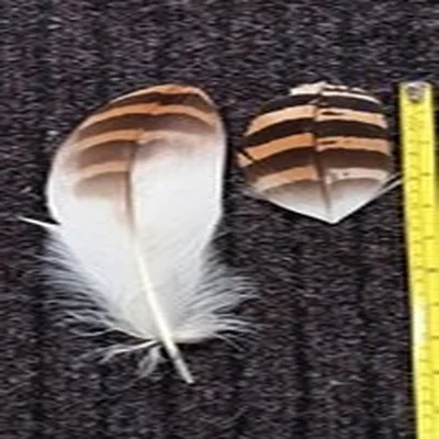 Lot 42. Vintage Fly Tying Materials.  Florican Bustard Feathers X2.
