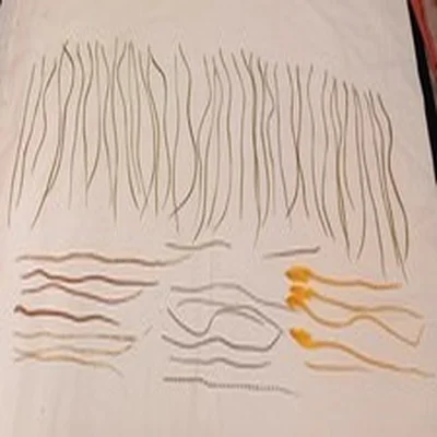 Lot 90 Fly Tying Materials.  Genetic Saddle Feathers micro mostly Yellow Grizzle