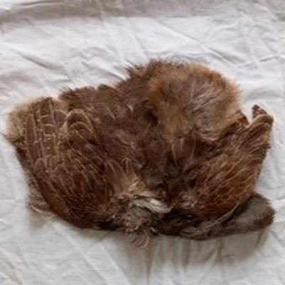 Lot 3. Fly Tying Materials. English Partridge Skin.