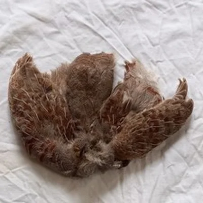 Lot 4. Fly Tying Materials.  English Partridge Skin.