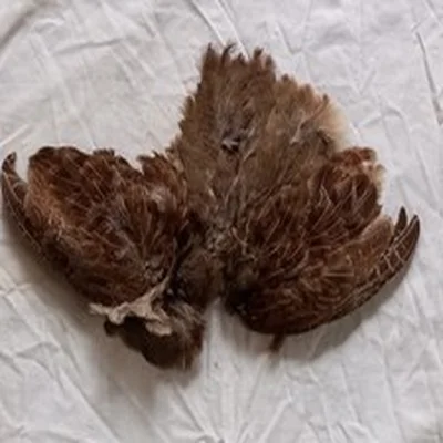 Lot 6. Fly Tying Materials. English Partridge Skin.