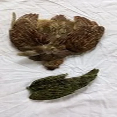 Fly Tying Materials. Dyed Partridge Skin And Another Wing.