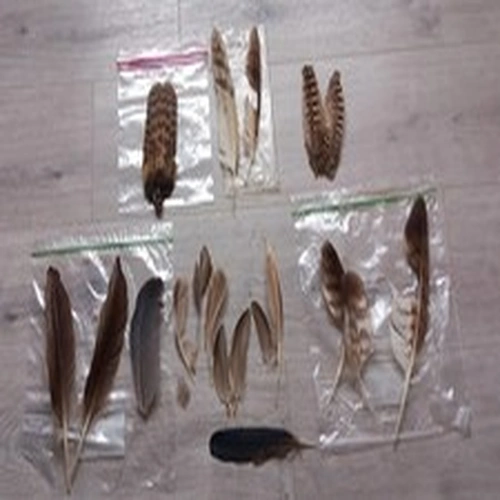 Lot 501. Fly Tying Materials. Mixed Lot Of RARE Feathers. 