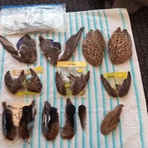 Lot 514. Fly Tying Materials.  Mixed Wings.