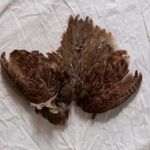 Lot 6. Fly Tying Materials. English Partridge Skin.