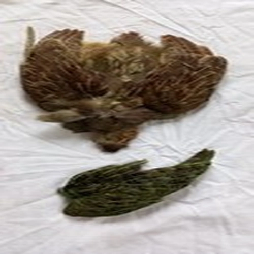 Fly Tying Materials. Dyed Partridge Skin And Another Wing.