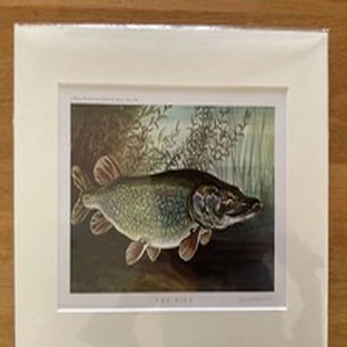 Vintage Bernard Venables Pike Print