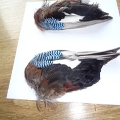 Jay wings, including blue/black and black/white